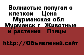 Волнистые попугаи с клеткой. › Цена ­ 10 - Мурманская обл., Мурманск г. Животные и растения » Птицы   